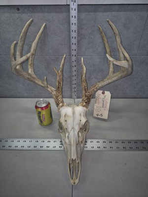 #ad Wild 12 point 141 3quot; Whitetail Deer Skull European Decor Man Cave Taxidermy Buck $159.00