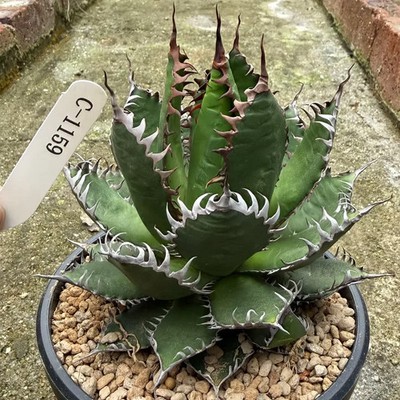 Agave horrida C 1195, Succulent Plant