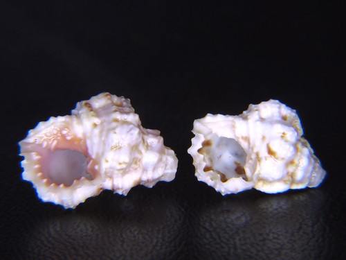 BURSA RHODOSTOMA: DEEP-WATER HAWAIIAN DWARF FORM @ 16.8MM!