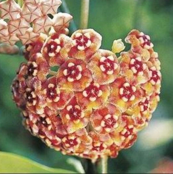 Raro Hoya Treubiana / Meliflua Hermosas Flores Rosa Naranja Tropical -OFERTA Foto 2 de 4