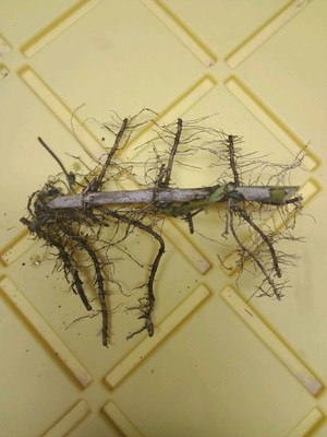 10 Bamboo Roots 3'' Starter Root Plant Now Organic Air Purifier Fast Tall Ez Grow