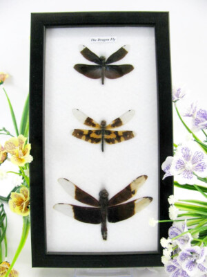 3 Real Beautiful Exotic Taxidermic Dragonflies in a Display Case - Mural 05