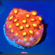 Corals of Eden ~ WYSIWYG Live Coral Frag ~ Bling Bling Cyphastrea ~ LPS ~ SPS