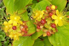 Hypericum shrub 1000 SEEDS Hypericum Anderosaemum, hardy zone 6-10, BULK seeds.