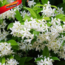 100 Climbing Jasmine Flower Seeds for Planting Fragrant Plant