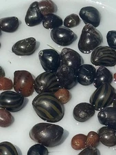 20 Nerite Snails | Mixed Pack - Live Freshwater Snail 🐌
