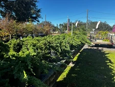 Staked juniper pre bonsai for sale
