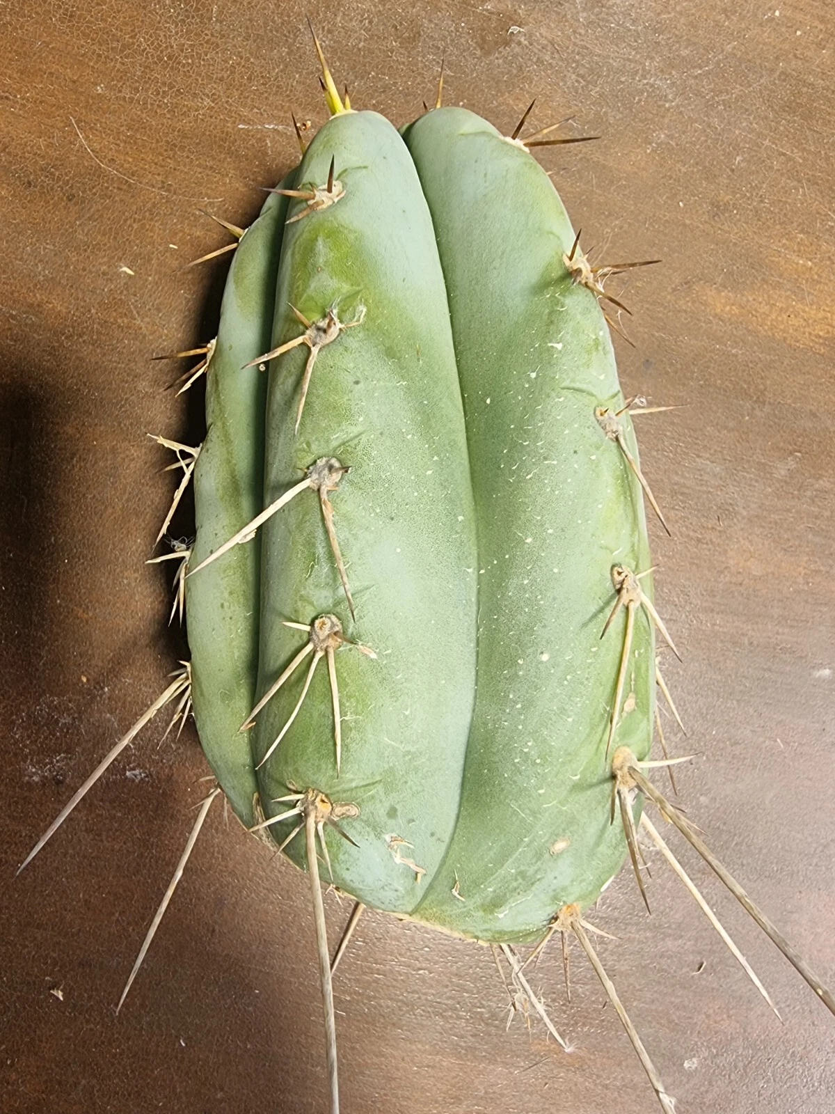 Picture 4 of 6