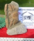 AMAZING RARE FOSSIL CRAB FROM JAVA, INDONESIA , BEST VALUE  ANYWHERE! #12