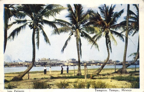 Tampico Tamaulipas México People Palms overlooking the River Postcard