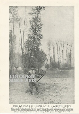 BIETEN SIE RINDERSCHNITT HEU LUXEMBURG WIESE um 1920 FOTO-ILLUSTRATIONSDRUCK