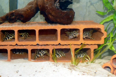 HANDEMADE BY "WELS-WILLI" 5x "XL" Höhle, 14 cm tief für z.B. L-Welse, Garnelen, Zucht + Versteck, Aquarium