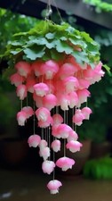 Weeping Begonia Flower bulbs for Home and Gardening Pack of 2 Bulbs