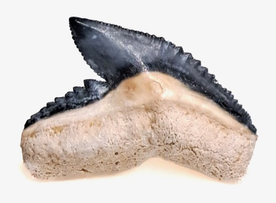 #ad #ad MUSEUM Bone Valley Tiger Shark Tooth Real Fossil LIGHT BLUE COLOR $49.00