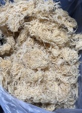 1 Pound Of Gold Sea Moss St Lucia / Dr Sebi Irish Moss Wildcrafted 100 Pure Raw