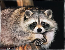 Cozy Plush Raccoon Blanket 60" x 80" - Perfect for Couch Comfort