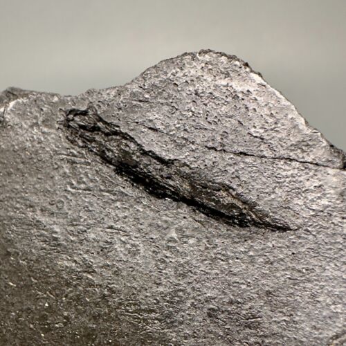 Rare 5.53" Fossil Ulna w/multiple MEGALODON Shark Tooth Bite Marks - Deep!!! - Picture 4 of 11