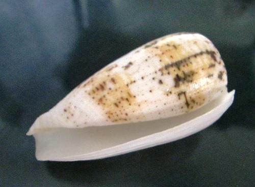 Conus Fulvobullatus 81,7 mm GROSSGRÖSSE F+++, schönes ""Engelweiß"" Muster WOW!!! - Bild 6 von 6