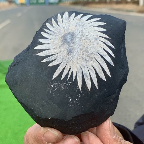 342G Natural Chrysanthemum Stone Quartz Carving Halo Treatment Gift - Picture 6 of 23