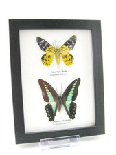 2 farfalle vere, imbottite, bellissime in vetrina  pezzo unico  murale A-02-h-03