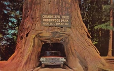 A971 US Chandelier Drive Thru Tree Underwood Park postcard
