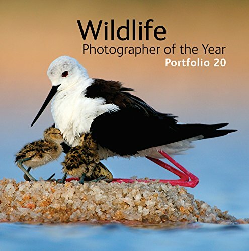 Wildlife Photographer of the Year: Portfolio 2 by Rosamund Kidman Cox 0565092774 - Bild 1 von 2
