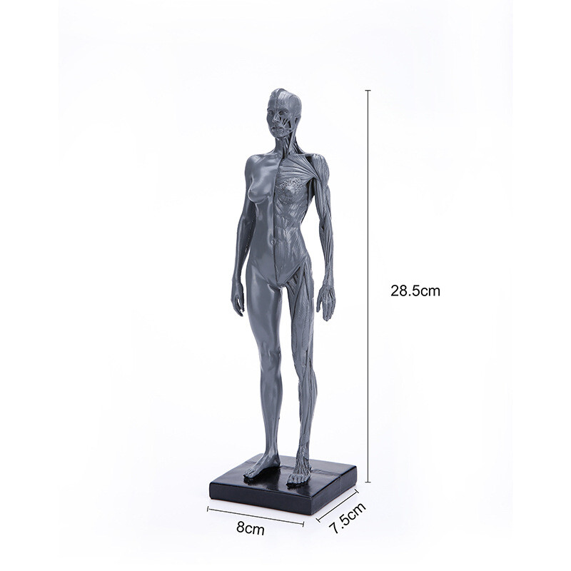 11 inch Human Anatomical Model Art Anatomical Figure Gray Female+Male US STOCK