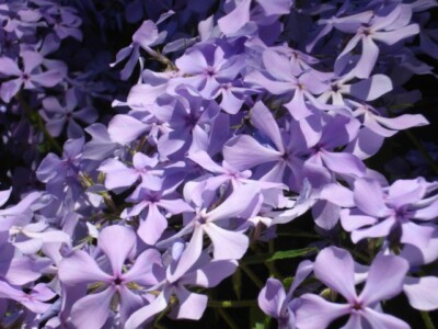 8 Plants Creeping Phlox Lavender Ground Cover Perennial Deer Proof 
