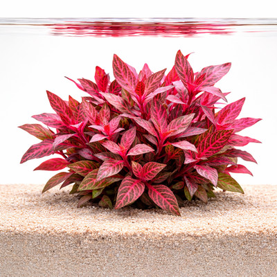 Alternanthera Rosanervig Mini | Aquarium Plants Factory 