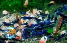 10 +1 Ultra Blue Dream - Freshwater Neocaridina Aquarium Shrimp. Live Guarantee