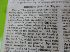 RHODODENDRON KALMIA GENUS BOTANY BOTANICAL  description   X 2 abstract page 1758