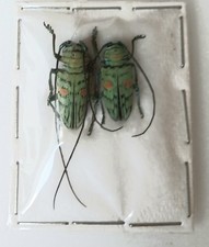 Sternotomis Callais Green Longhorn Beetles x2 Papered (A1-) With Data #D18.