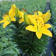 Asiatic Lily Imported Pack of 2 bulbs 