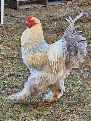 Pre-Sale Order: 6+ Large Breed Brahma Hatching Eggs - Variety of color