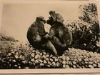 PHOTO PHOTOGRAPH REAL IMAGE WW2  1943 HMS ILLUSTRIOUS GIBRALTAR  MONKEYS