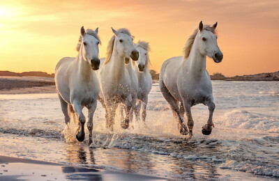 VLIES Fototapete-PFERDE-(4608S)-Camargue-Pferde Schimmel Provence Landschaft