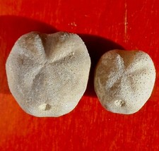 OURSIN FOSSILE CRÉTACÉ D'ESPAGNE , MECASTER