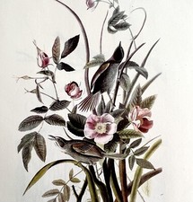 Seaside Sparrow Bird Lithograph 1950 Audubon Antique Art Print DWP6A