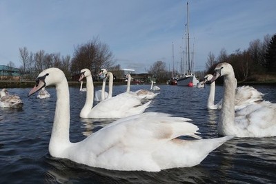 Foto A3 Eine Schar Schwäne auf dem St. Helens Kanal bei Widnes Blick nach Norden aw c2015