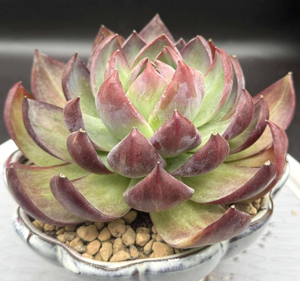 "Planta viva suculenta importada rara suculenta Echeveria Casio abigarrada 5""" Foto 3 de 3