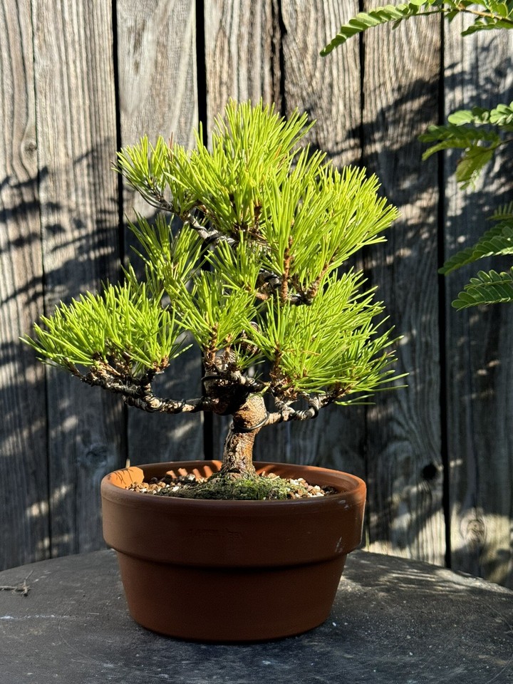Japanese Black Pine, Bonsai Tree. Outdoor Evergreen. Small eBay