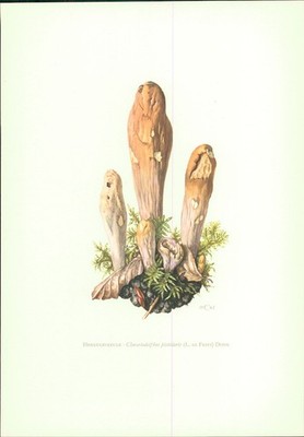 Pilze - Claus Caspari : Herkuleskeule  Clavariadelphus pistillaris (L. ex Fries