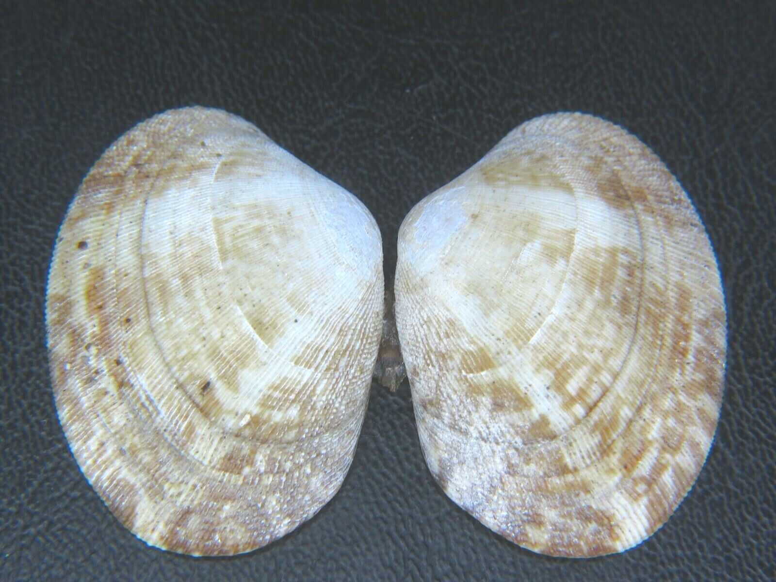 TAPES PHILIPPINARUM INVASIVE SPECIES FOUND IN HAWAII 37.53MM! eBay