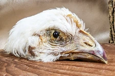 Chicken head Mount specimen crafts Taxidermy Oddity Curiosities doll head DYI