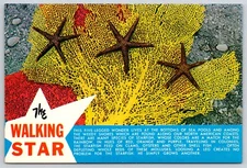 The Walking Star of the North American Coast Starfish Sea Fan 4x6 Postcard