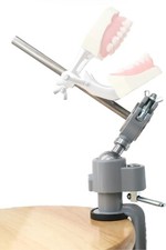 Typodont Teeth Model Teeth Model Training Mount Fixed on Desk Training Manikin D