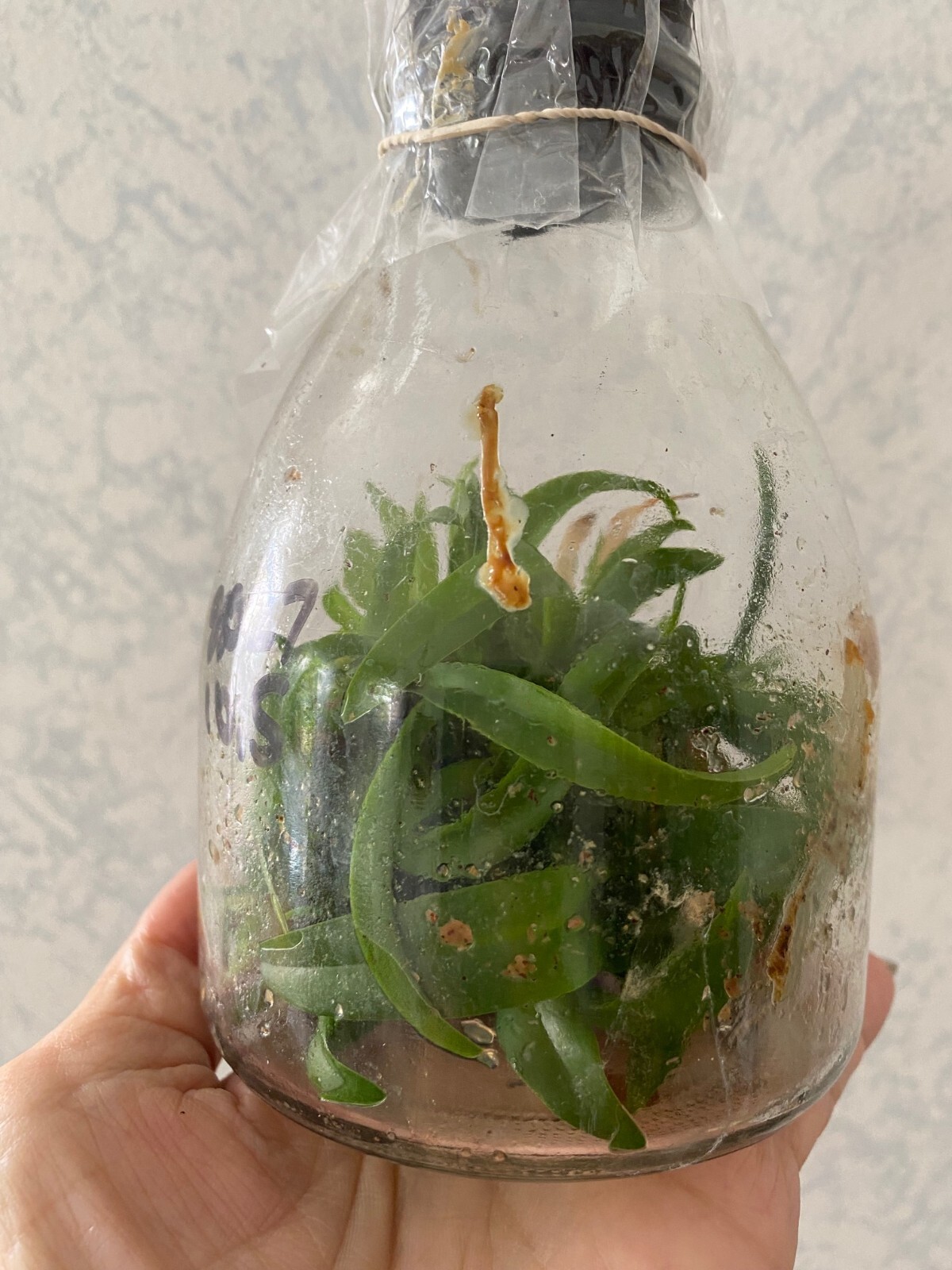 Orchid Plant Blc Chelsey Nakanishi Flask eBay