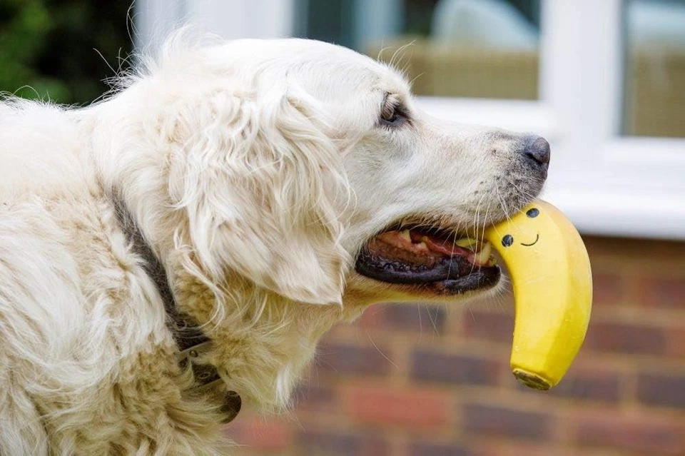 Juguete de látex para masticar suave plátano para perro, pequeño zzzz-s, amarillo  Foto 4 de 4