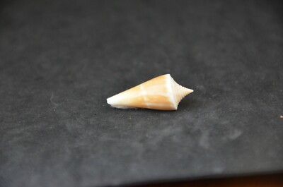  Rare Conus capreolus - W/O 29.4 mm - Dredged at 50 fathoms-Visakhapatnam, India