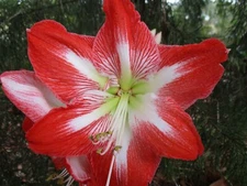 15 Amaryllis seed Minerva dried, refrigerated Hippeastrum ready to send
